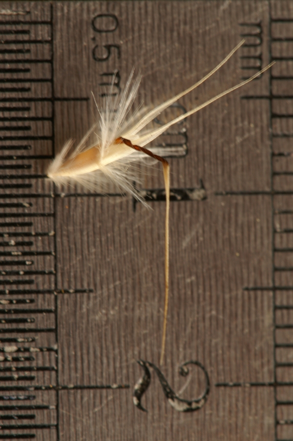 Austrodanthonia laevis